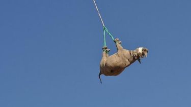 amarrados de las patas y colgados de un helicoptero: la ferrea lucha por salvar a los rinocerontes negros de la extincion