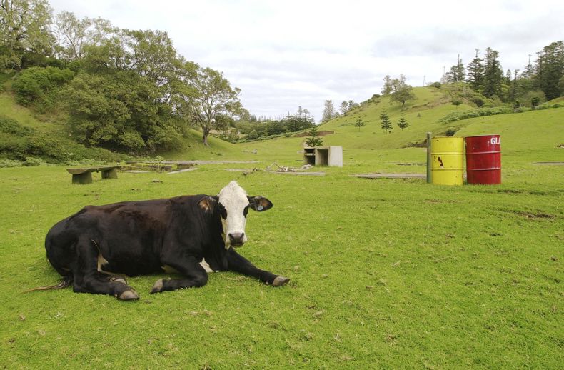 ARCHIVO – Una vaca descansa cerca de la banca de un parque y varios contenedores de basura el 12 de agosto de 2002 en la remota Isla Norfolk, Australia. (AP Foto/Rick Rycroft, Archivo)