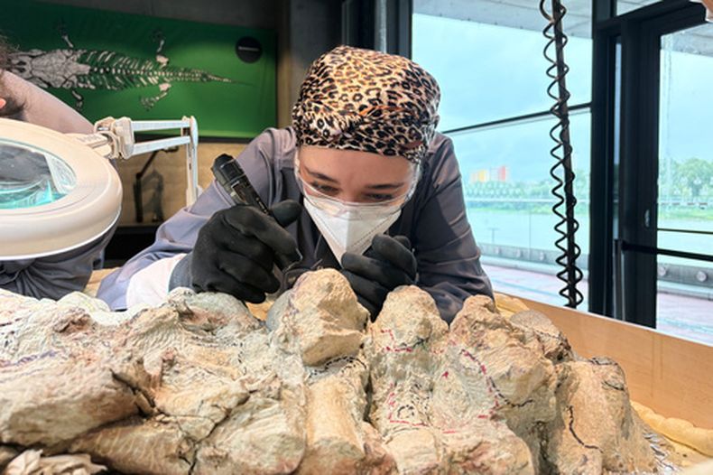 Tatyana Kozyk limpia el esqueleto de un mastodonsauro, un enorme anfibio que caminó por la Tierra hace 240 millones de años, en el Centro de Ciencias Copérnico en Varsovia, Polonia, el 21 de julio de 2026. (Foto AP/Claudia Ciobanu)