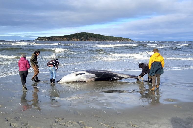 En esta imagen de archivo, distribuida por el Departamento de Conservación de Nueva Zelanda, agentes inspeccionan lo que se cree que es un raro ejemplar de ballena de diente de pala el 5 de julio de 2024, tras ser encontrada en una playa cerca de Otago, Nueva Zelanda. (Departamento de Conservación vía AP, archivo)