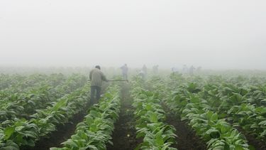 americateve | Fotograf&iacute;a de archivo muestra trabajadores agr&iacute;colas limpiando de maleza un campo de tabaco cerca de Warsaw, Kentucky, el 10 de julio de 2008. (Foto AP/Ed Reinke, archivo)