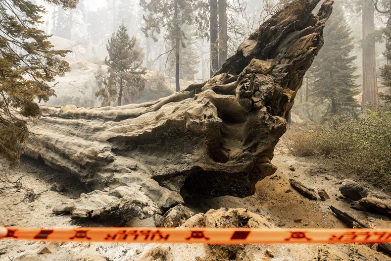 Una cinta de seguridad, frente a un árbol caído mientras el incendio Garnet quema la zona de McKinley Grove, en el Bosque Nacional Sierra, en California, el 9 de septiembre de 2025. (AP Foto/Noah Berger)