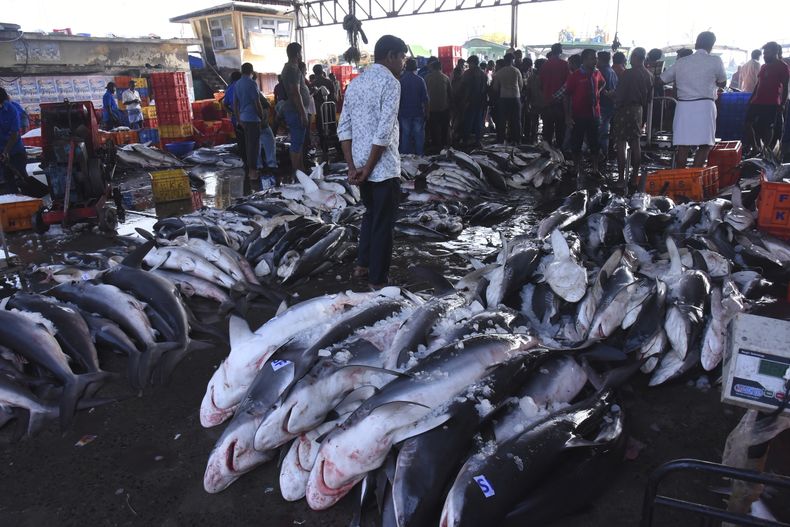 ARCHIVO - Distintas especies de tiburones y peces son exhibidas para su venta, el 3 marzo de 2023, en Kochi, estado de Kerala, India. Las olas de calor marinas de este año y el aumento de la temperatura de los océanos anuncian grandes cambios para el futuro de algunos de los peces más grandes del mar, como tiburones, atunes y peces espada. (AP Foto/Satheesh AS, Archivo)