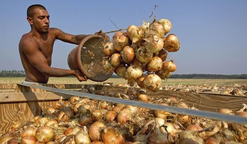 Autoridades cubanas reconocen ahora públicamente lo que ocurre desde hace años en la isla: que los cubanos no quieren trabajar y muchos menos para el estado.