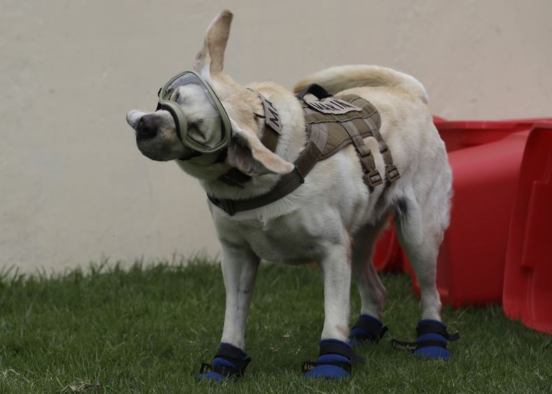 AMN-GEN MÉXICO-PERRO RESCATISTA DECESO