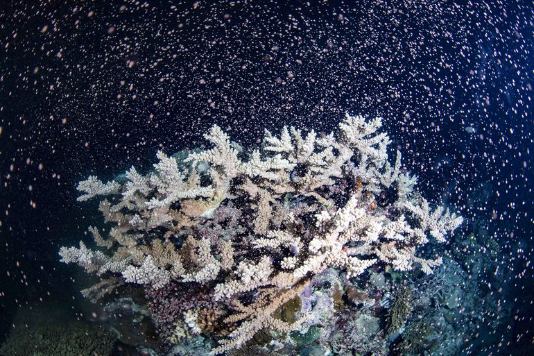Desove de coral provoca erupción de color en la Gran Barrera