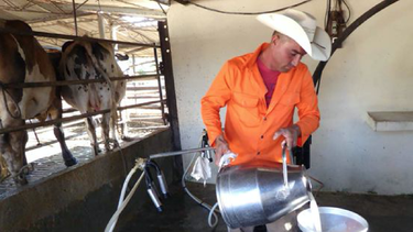 ahora la leche de vaca llega sucia a la industria en cuba