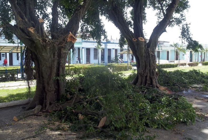 Cortan los árboles más frondosos de la ciudad de Ciego de Ávila y nadie parece tener responsabilidad sobre el patrimonio natural.