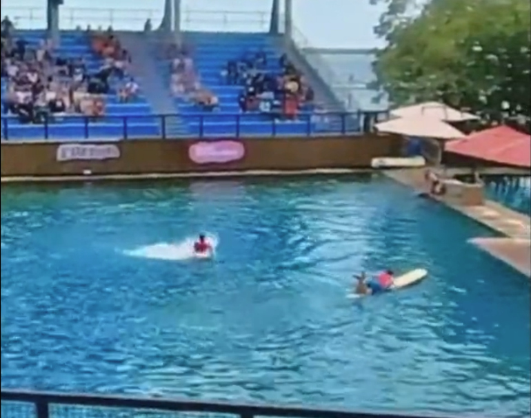 Captado por la cámara: Delfín ataca a entrenador durante espectáculo en Miami Seaquarium