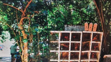 arrestan a 41 personas en una gallera clandestina en el pueblo de florida