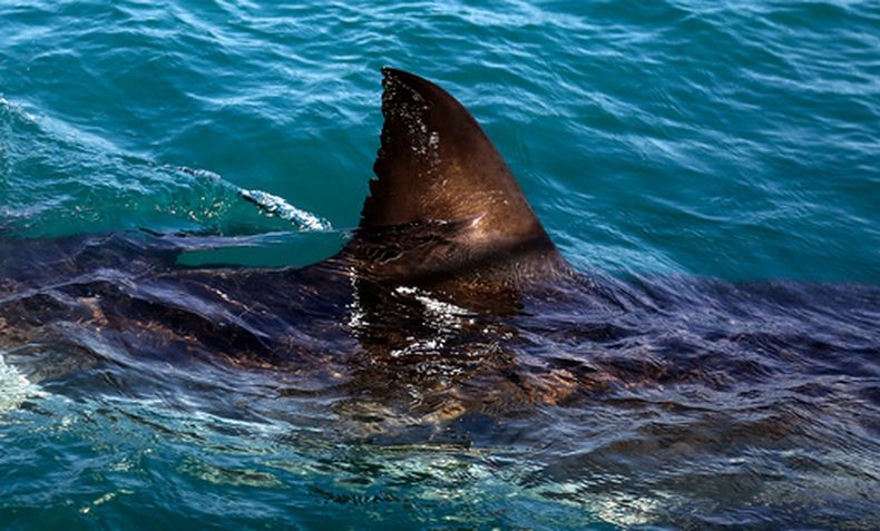 ARCHIVO - La aleta de un tiburón blanco en las aguas frente Gansbaai, Sudáfrica, el 11 de agosto de 2016. (AP Foto/Schalk van Zuydam, Archivo)