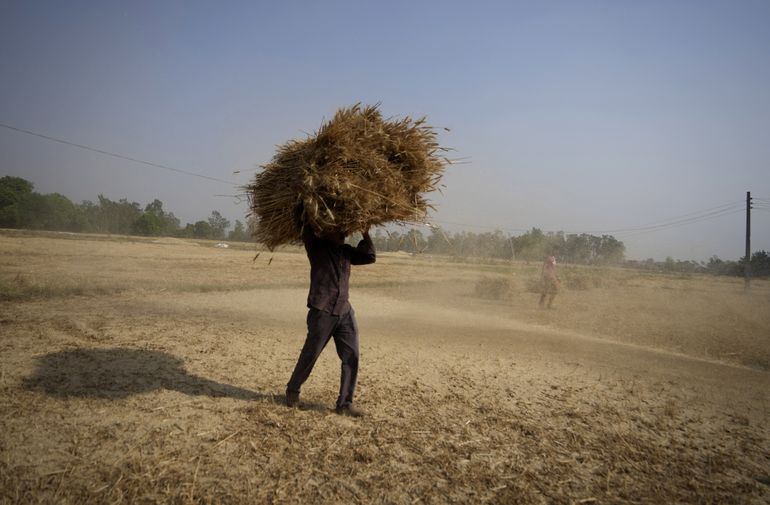 India acepta vender trigo a países necesitados pese a veto