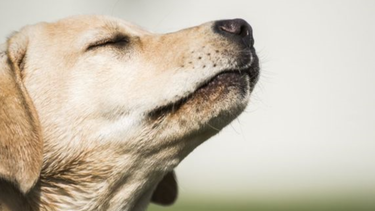 por que nuestro sentido del olfato es tan bueno como el de los perros o los ratones, al contrario de lo que se cree