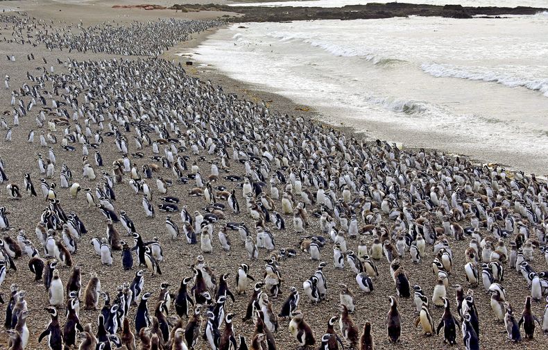 ARCHIVO - Pingüinos de Magallanes cubren una playa en la península de Punta Tombo, en la Patagonia argentina, el 17 de febrero de 2017. (Foto AP/Maxi Jonas, Archivo)