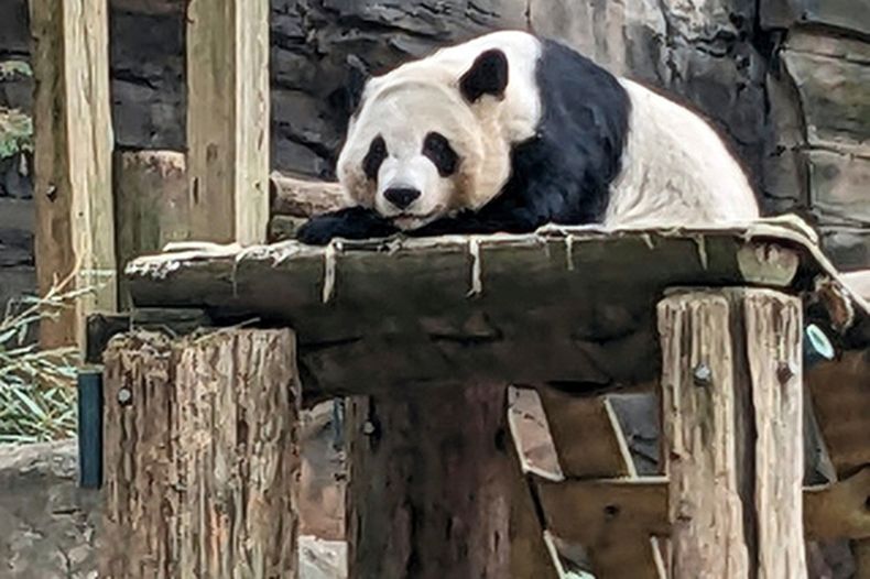 ARCHIVO - Uno de los cuatro pandas del zoo de Atlanta descansa en su recinto, el 30 de diciembre de 2023, en Atlanta. (AP Foto/Kate Brumback, archivo)