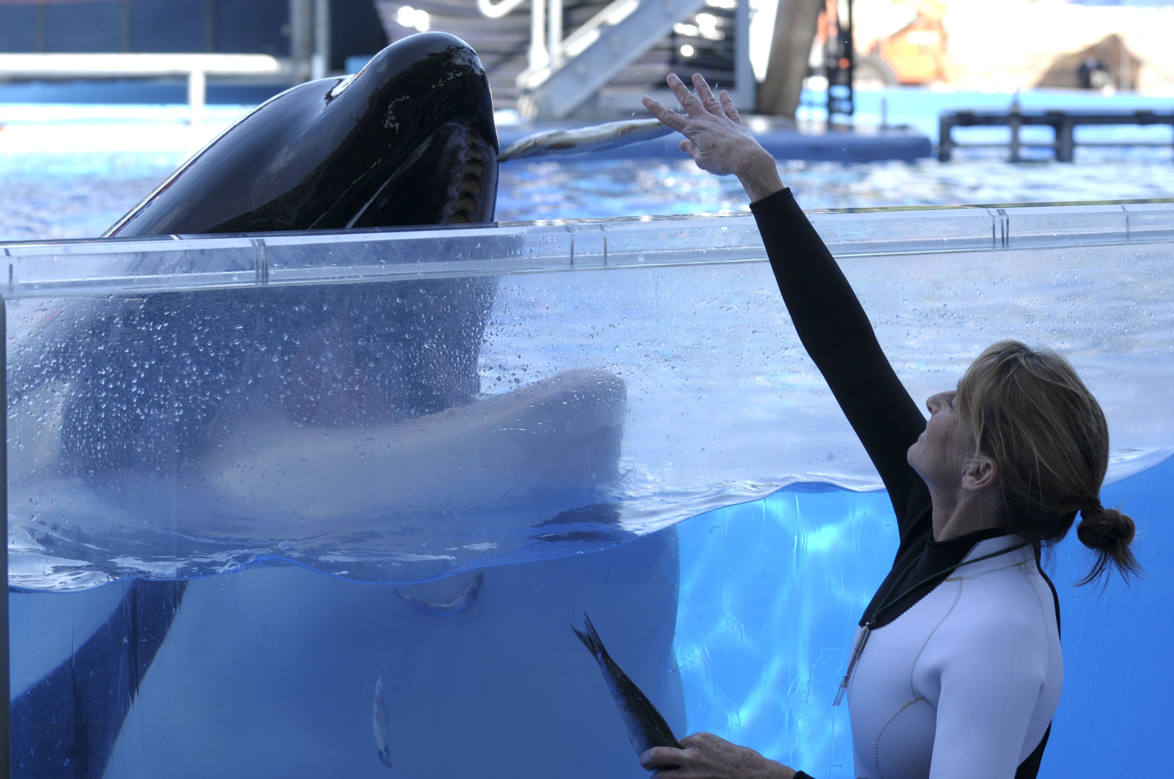 Muere la orca Tilikum de SeaWorld que mató a entrenadora