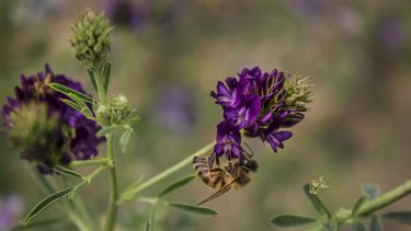 Peligra “último refugio” de abejas en EEUU