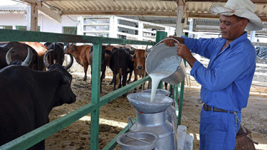seis decadas despues el regimen cubano le permite hoy a los campesinos vender de forma liberada carne de res y leche