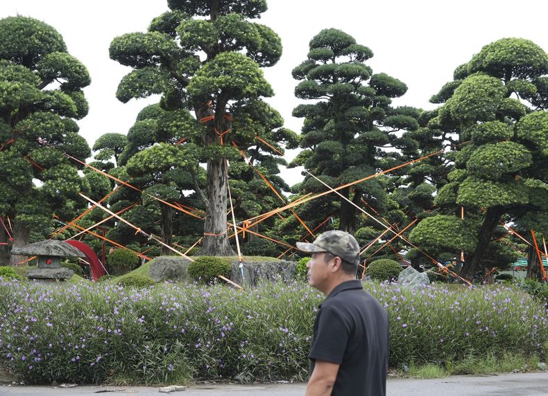 Árboles anclados y atados en un jardín de bonsáis como protección ante la tormenta tropical Wipha en Hanói, Vietnam, el martes 22 de julio de 2025. (AP Foto/Hau Dinh)