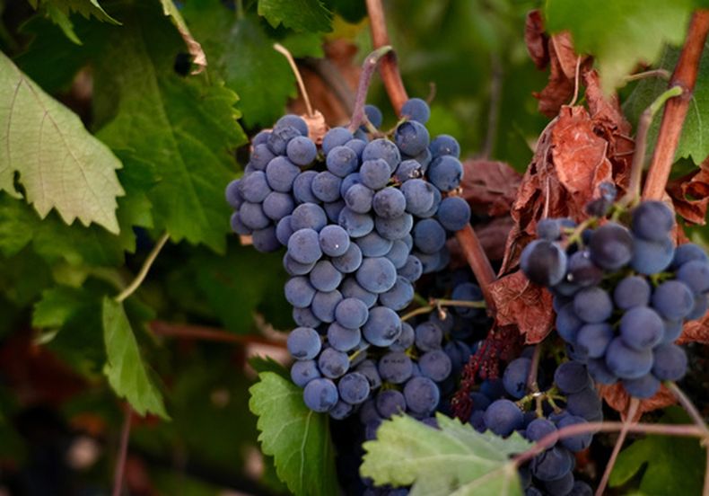 Uvas merlot en un viñedo de Berryhill Family Vineyards en Clements, California, el 10 de septiembre de 2026. (AP Foto/Terry Chea)