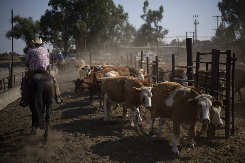 Montando su caballo, Arnon Notman, de 73 años, un vaquero del kibutz Merom Golan, guía al ganado tras su arribo al rancho en un área en los Altos del Golán, controlados por Israel, el lunes 24 de junio de 2024. (AP Foto/Leo Correa)