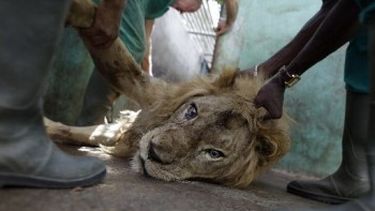 Insólito: Roban la carne a los leones del zoológico!!!