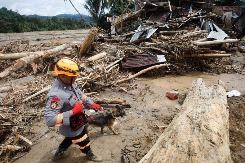 Un rescatista camina junto a un perro rastreador durante un operativo de búsqueda de víctimas de las inundaciones en Batang Toru, en Sumatra Norte, Indonesia, el 3 de diciembre de 2025. (AP Foto/Binsar Bakkara)