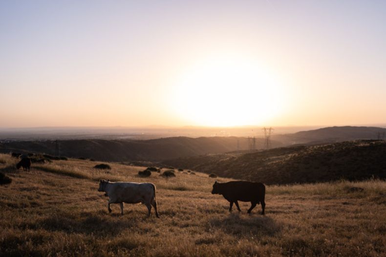 Ganado camina por una colina al atardecer en el rancho de la compañía Diamond W Cattle en Palmdale, California, el viernes 3 de abril de 2026. (AP Foto/Jae C. Hong)