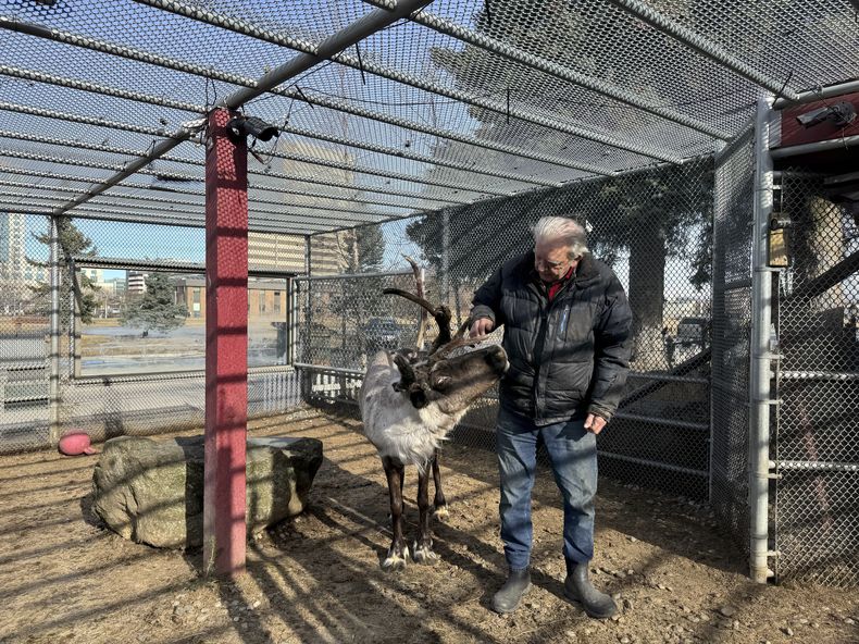 Star, un reno mascota, con su dueño Albert Whitehead en el centro de Anchorage, Alaska, el 11 de marzo de 2025. (AP Foto/Mark Thiessen)