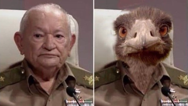 memes y burlas en las redes sociales por recomendar a cubanos comer avestruz