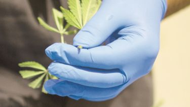 mas facil y economico para los medicos recomendar el cannabis medicinal