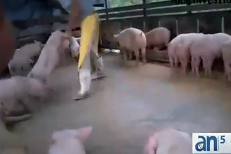 Autoridades arrestaron al operador de un matadero ilegal en el oeste de Miami Dade, acusado de múltiples incidentes de crueldad animal.