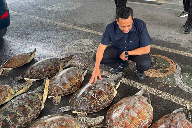 En esta fotografía difundida por la Policía Regional de Bali, un agente policial vestido de civil inspecciona tortugas marinas verdes vivas incautadas a un traficante en Denpasar, isla de Bali, Indonesia, el viernes 19 de junio de 2026. (Policía Regional de Bali vía AP)