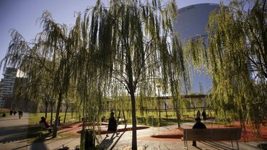 Un billón de árboles para combatir el cambio climático