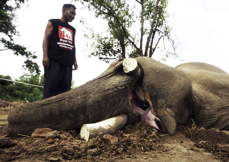 En esta foto del viernes 11 de julio de 2014  difundida por el Palacio de Elefantes y Corral Real de Ayutthaya, Tailandia, un cuidador no identificado contempla el cuerpo de un elefante de 50 a&ntilde;os muerto por cazadores furtivos para robar los colmil