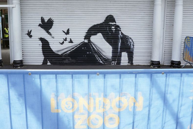 Una nueva obra de arte instalada por Banksy en el Zoológico de Londres, que representa a un gorila levantando una cortina metálica en la entrada permitiendo escapar a varias aves, mientras se pueden ver los ojos de otros animales acechando en la oscuridad, la novena obra de arte de su colección de temática animal en Londres, el martes 13 de agosto de 2024. (Stefan Rousseau/PA via AP)