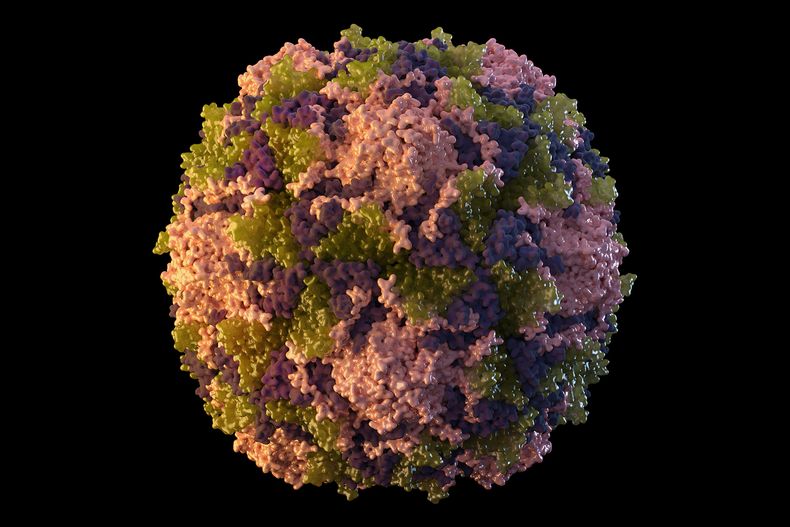 AMN-MED NY-POLIO