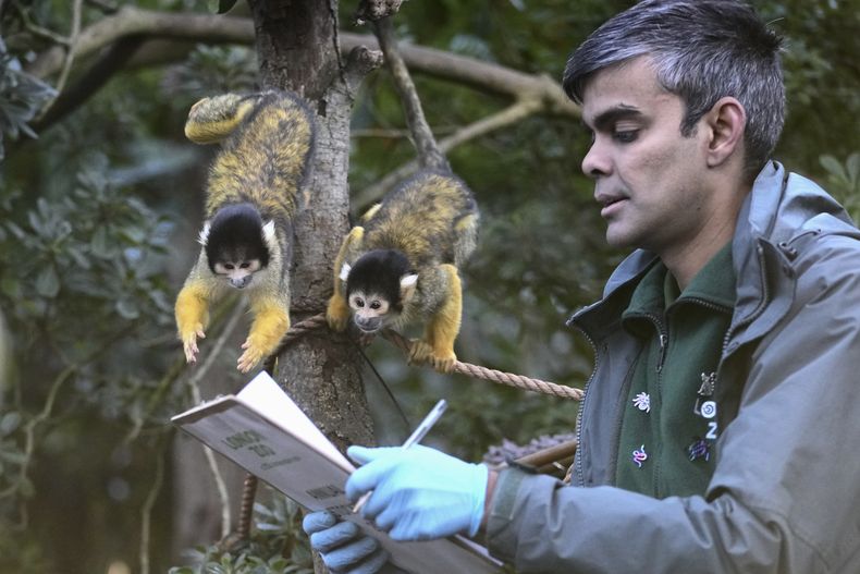 Un cuidador cuenta monos ardilla durante el inventario anual en el zoológico de Londres, el viernes 3 de enero de 2025. (AP Foto/Kin Cheung)
