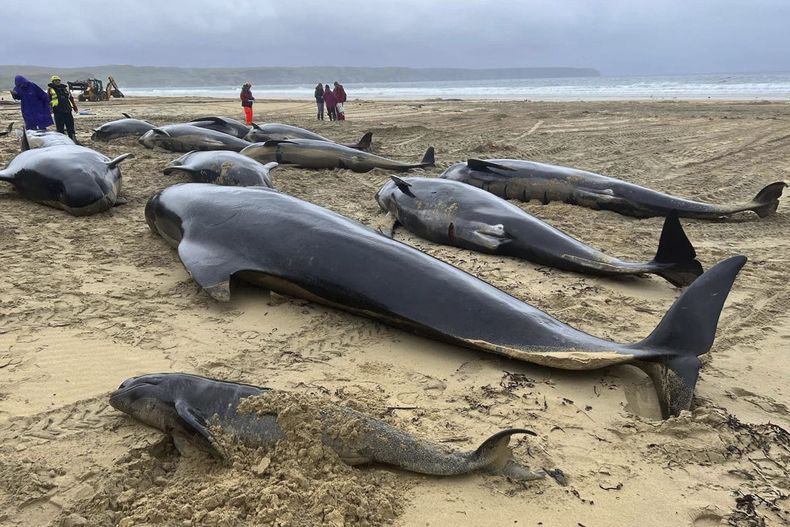 En esta imagen difundida por la organización British Divers Marine Life Rescue (BDMLR) se muestra a ballenas piloto encalladas en North Tolsta, en la Isla de Lewis, Escocia, el domingo 16 de julio de 2023. (Cristina McAvoy/BDMLR vía AP)