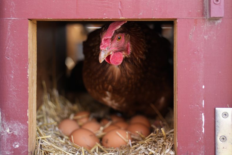 ARCHIVO - Una gallina Red Star descansa en su gallinero, el viernes 7 de febrero de 2023 en la histórica granja Wagner en Glenview, Illinois. (AP Foto/Erin Hooley, archivo)