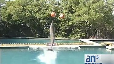 americateve | El famoso delfín del Seacuarium de Miami pronosticó hoy qué equipo sería el ganador de la próxima edición del "Orange Bowl".