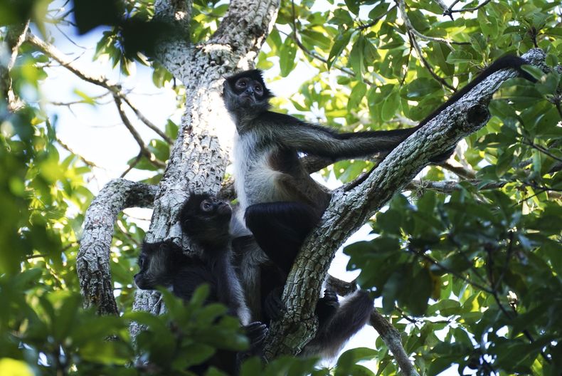 Monos araña en un árbol en la Reserva de la Biosfera de Calakmul, un área natural protegida en la Península de Yucatán, México, el 10 de enero de 2023. Los ambientalistas dicen que la administración del presidente Andrés Manuel López Obrador está pintando de verde su legado agregando docenas de nuevas áreas naturales protegidas y al mismo tiempo recorta la financiación para la agencia de protección ambiental. (Foto AP/Marco Ugarte, Archivo)