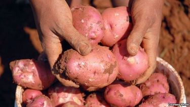 americateve | Tras una cosecha deficitaria en 2014 enviados del Ministerio de Agricultura intentan negociar precios con funcionarios del sector y el gobierno de ese país del Reino Unido.