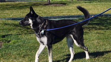 Perro de Biden muerde a otra persona en la Casa Blanca