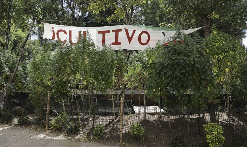 AMN-GEN_MEXICO-MARIHUANA-LEGALIZACION-0.jpg
