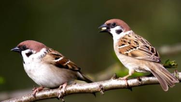 como ver aves cerca de tu casa puede mejorar tu salud mental