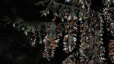 México recibió un 35% más de mariposas monarca en invierno