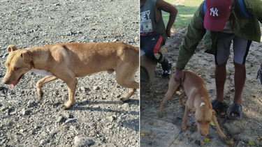 cuba: nuevas imagenes del perrito del cauto sugieren que podria estar vivo