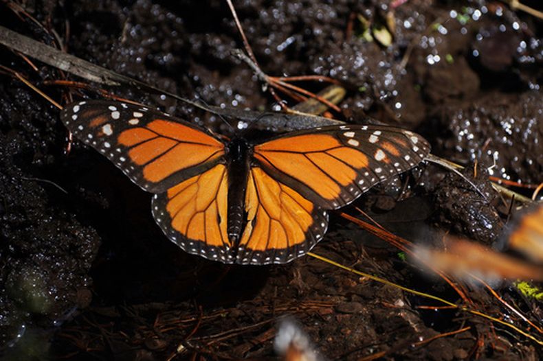 ARCHIVO - Una mariposa monarca descansa cerca de un arroyo en el santuario Piedra Herrada, en las montañas cercanas a Valle de Bravo, México, el 4 de enero de 2023. (Foto AP/Marco Ugarte, Archivo)