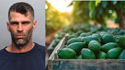 cubano de hialeah es arrestado en miami acusado de robar 142 aguacates valorados en mas de $850